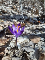 Crocus heuffelianus scepusiensis