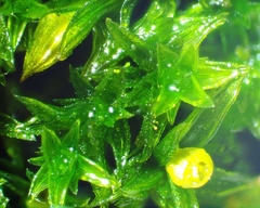 Orthotrichum stellatum