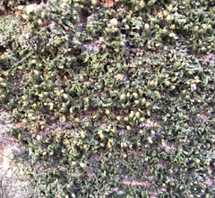 Orthotrichum stellatum
