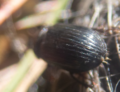 Agoliinus