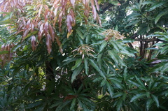 Mangifera indica