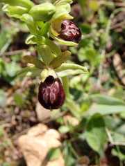 Ophrys exaltata
