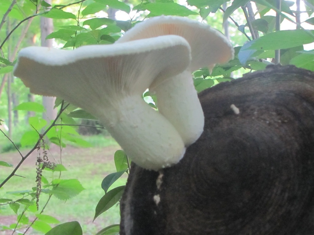 Oyster Mushrooms from Dilworth, Charlotte, NC, USA on May 09, 2018 by