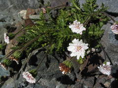 Leucheria papillosa