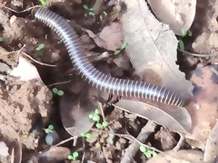 Ommatoiulus diplurus