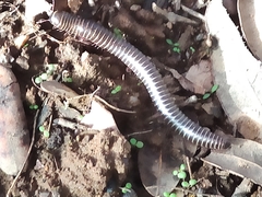 Ommatoiulus diplurus