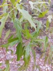 Quercus canbyi