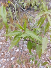 Quercus canbyi