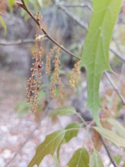 Quercus canbyi