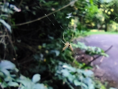 Micrathena nigrichelis