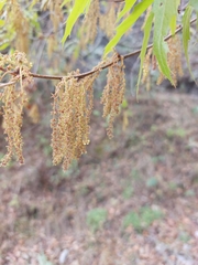 Quercus canbyi