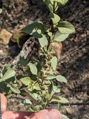 Ambrosia chenopodiifolia