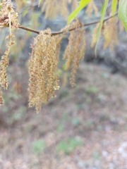 Quercus canbyi