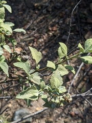 Ambrosia chenopodiifolia