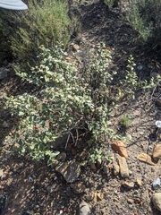 Ambrosia chenopodiifolia