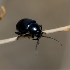 Altica obliterata