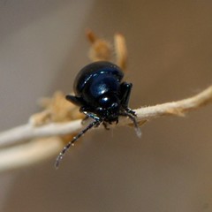 Altica obliterata