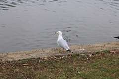 Larus delawarensis