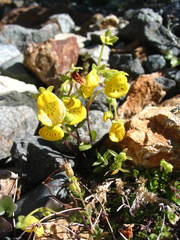 Calceolaria tenella