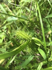 Carex lurida