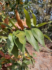 Quercus rysophylla