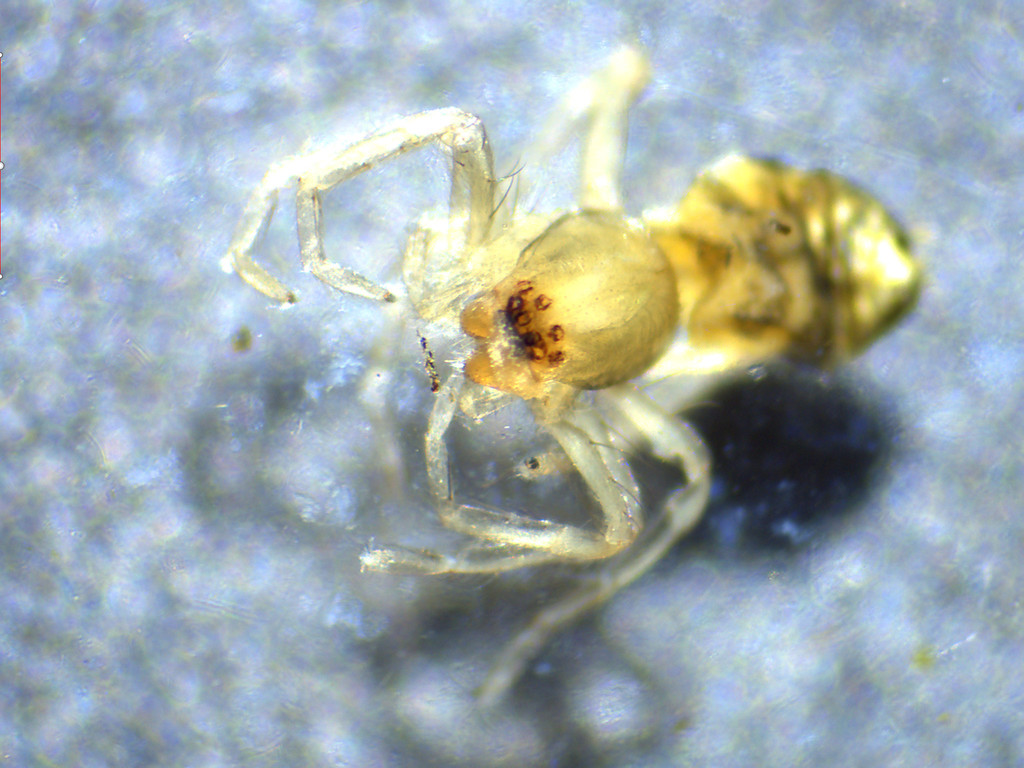 White sac spider from NH Spider Tree C on October 11, 2021 by Norman ...