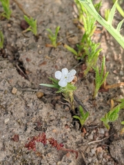 Plagiobothrys acanthocarpus