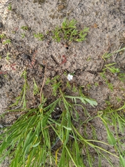 Plagiobothrys acanthocarpus