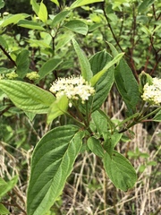Cornus sericea