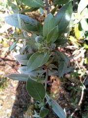 Conocarpus erectus sericeus