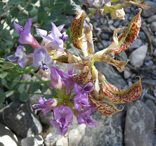 Astragalus beckwithii var. purpureus