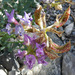 Astragalus beckwithii purpureus - Photo (c) Stan Shebs, algunos derechos reservados (CC BY-SA)