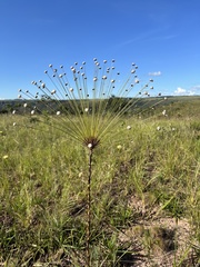 Paepalanthus chiquitensis