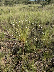 Paepalanthus chiquitensis
