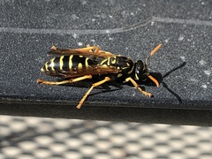 Polistes dominula