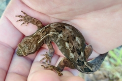 Dactylocnemis pacificus