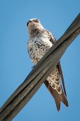 Southern Martin photo 2