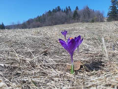 Crocus heuffelianus scepusiensis