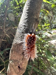 Mazaeras