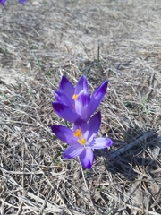 Crocus heuffelianus scepusiensis
