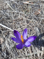 Crocus heuffelianus scepusiensis