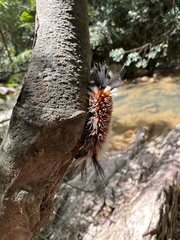Mazaeras
