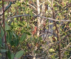 Cardinalis cardinalis cardinalis