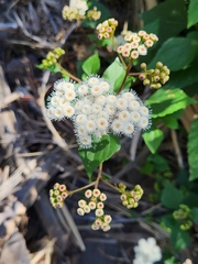 Ageratina adenophora image