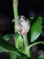 Neolasioptera lathami
