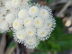 Ageratina adenophora image