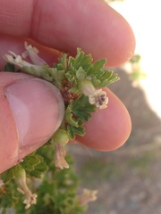 Ribes leptanthum