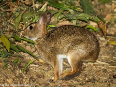 Sylvilagus gabbi
