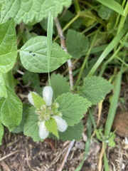Lamium flexuosum