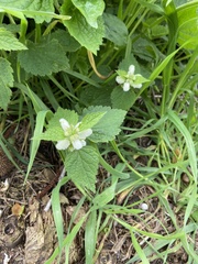 Lamium flexuosum